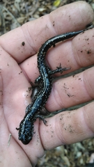 Plethodon grobmani