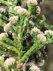 Brunia microphylla