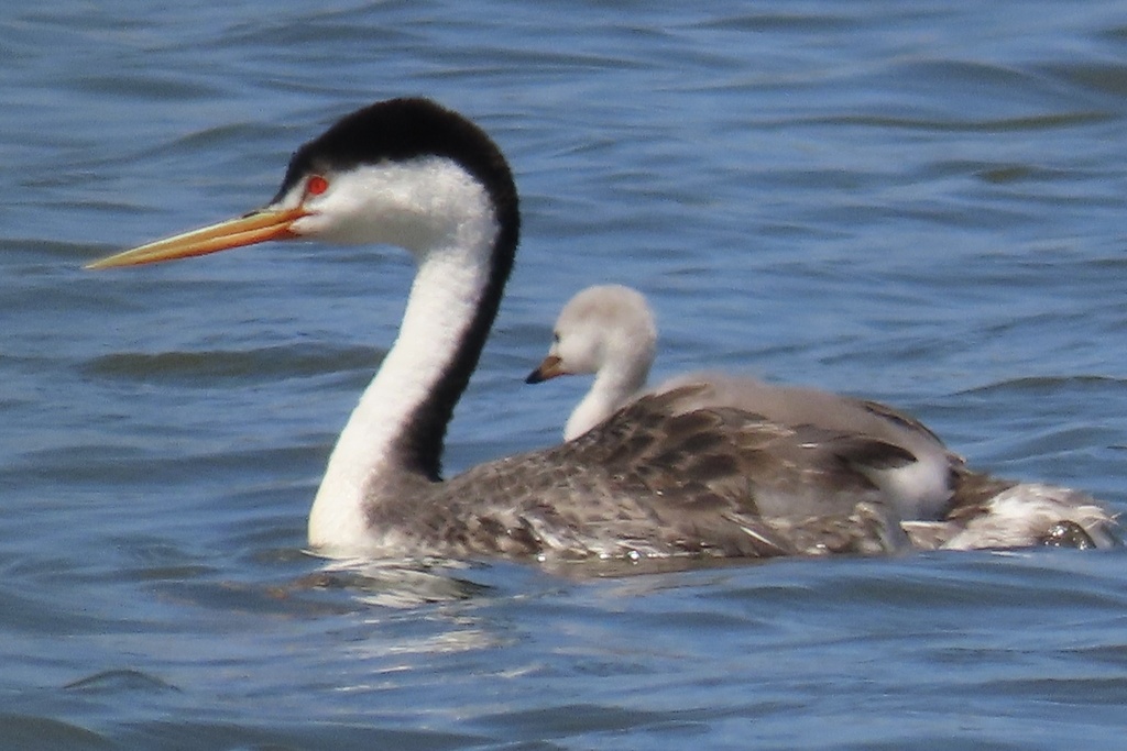 Mexican Clark's Grebe