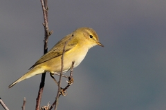 Phylloscopus ibericus