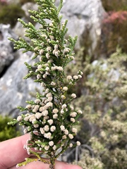 Brunia microphylla