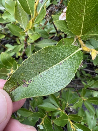 Image of Salix barclayi by no rights reserved