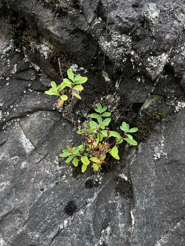 Hypericum buckleyi, photograph 3