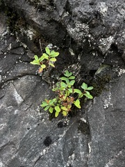 Hypericum buckleyi, photograph (c) Brandon Corder, some rights reserved (CC BY)