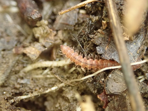 Scytonotus granulatus