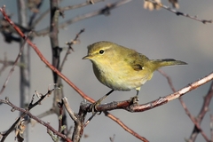Phylloscopus ibericus