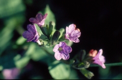 Pulmonaria officinalis