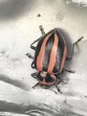 Paranaemia vittigera