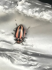 Paranaemia vittigera