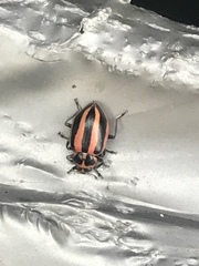 Paranaemia vittigera