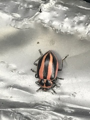 Paranaemia vittigera