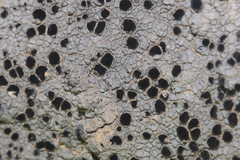 Lecidea tessellata