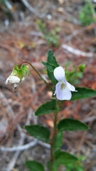Viola capillaris
