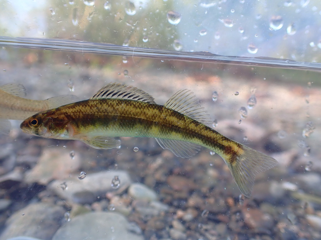 Shield Darter