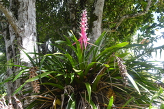 Aechmea marauensis