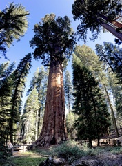 Giant sequoia (Sequoiadendron giganteum): origin and uses — photo 2