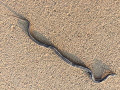 Tropidoclonion lineatum