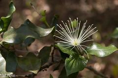 Thilachium africanum