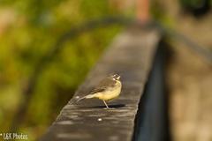 Motacilla flaviventris
