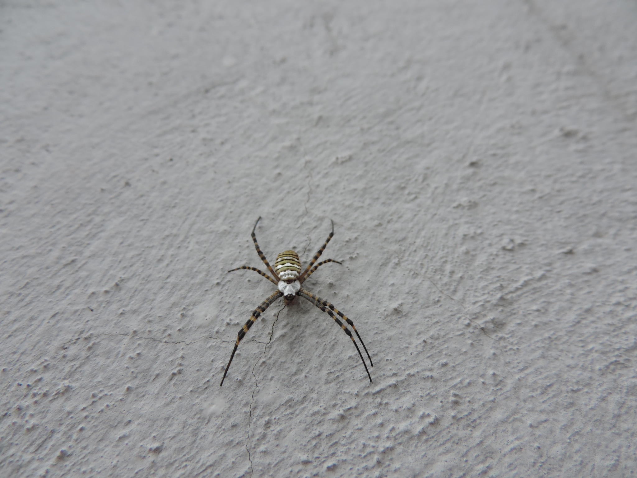 Argiope trifasciata image
