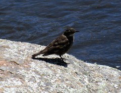 Cinclodes olrogi
