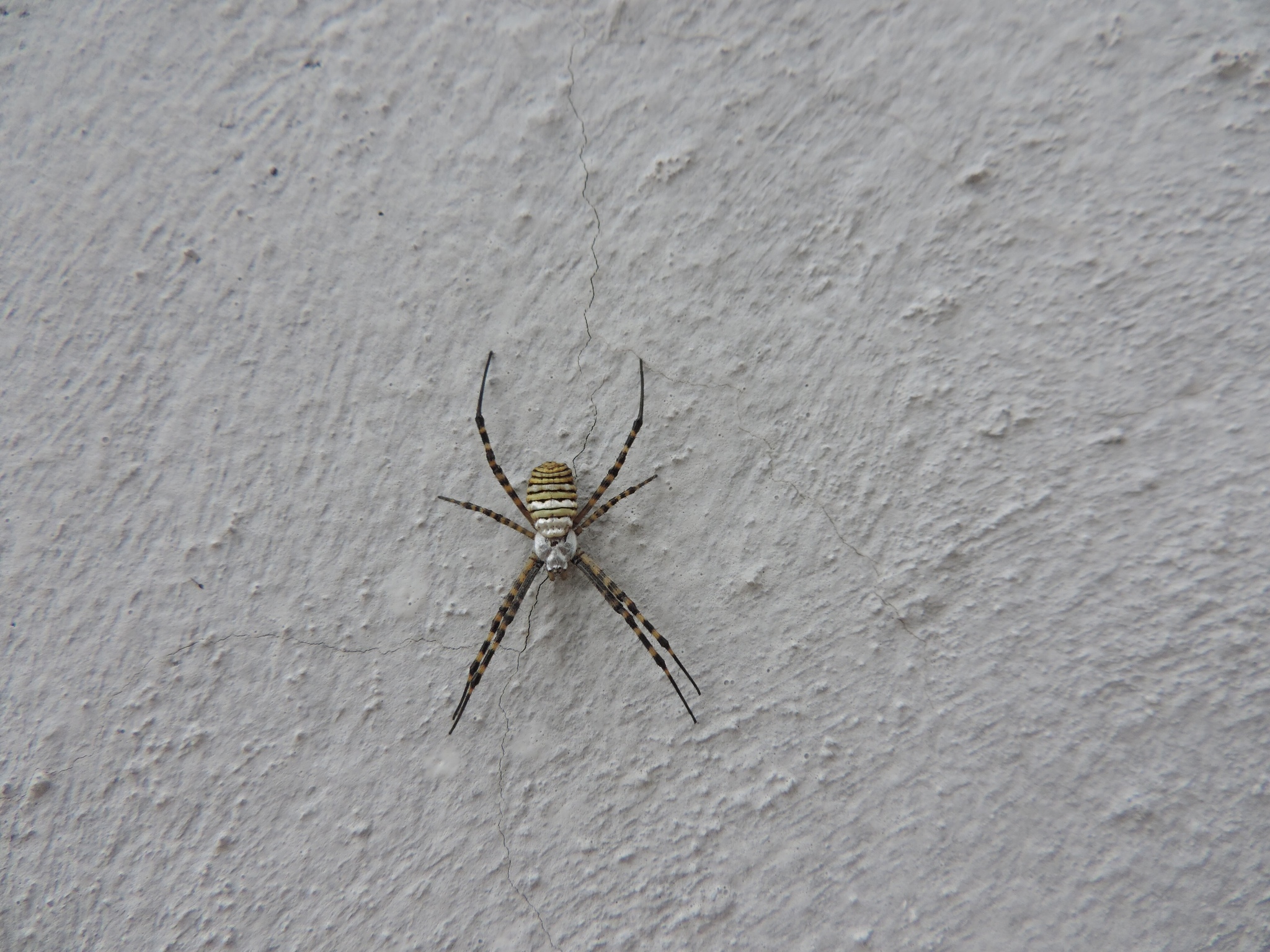 Argiope trifasciata image