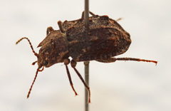 Syrphetodes marginatus