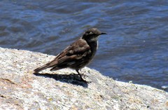 Cinclodes olrogi