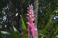 Aechmea marauensis