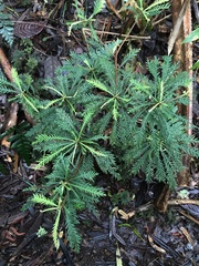 anguspritchard, CC BY, iNaturalist via GBIF Discocalyx dissecta, photograph anguspritchard, CC BY, iNaturalist via GBIF