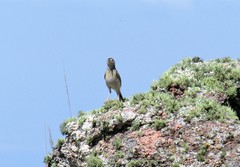 Anthus hellmayri