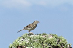 Anthus hellmayri