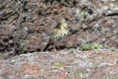 Anthus hellmayri