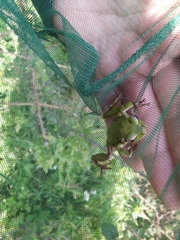 Hyla sarda