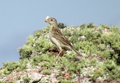 Anthus hellmayri