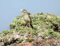 Anthus hellmayri