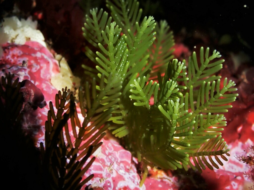 Caulerpa articulata