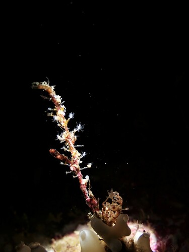 Cladocoryne floccosa