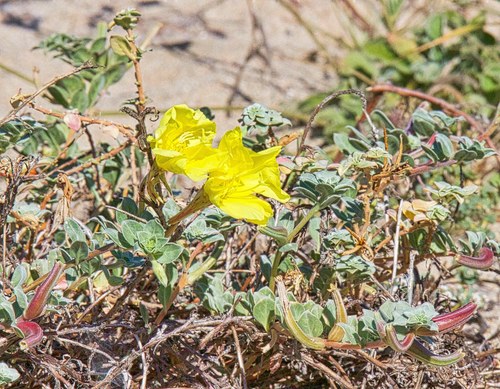 Beach evening primrose (Oenothera drummondii)