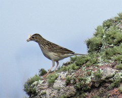 Anthus hellmayri