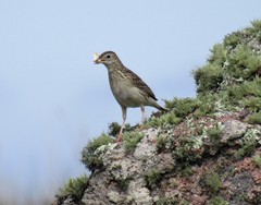 Anthus hellmayri