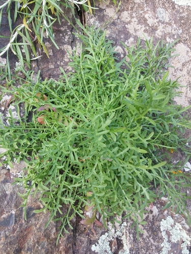 Elba Knapweed (Centaurea aetaliae)