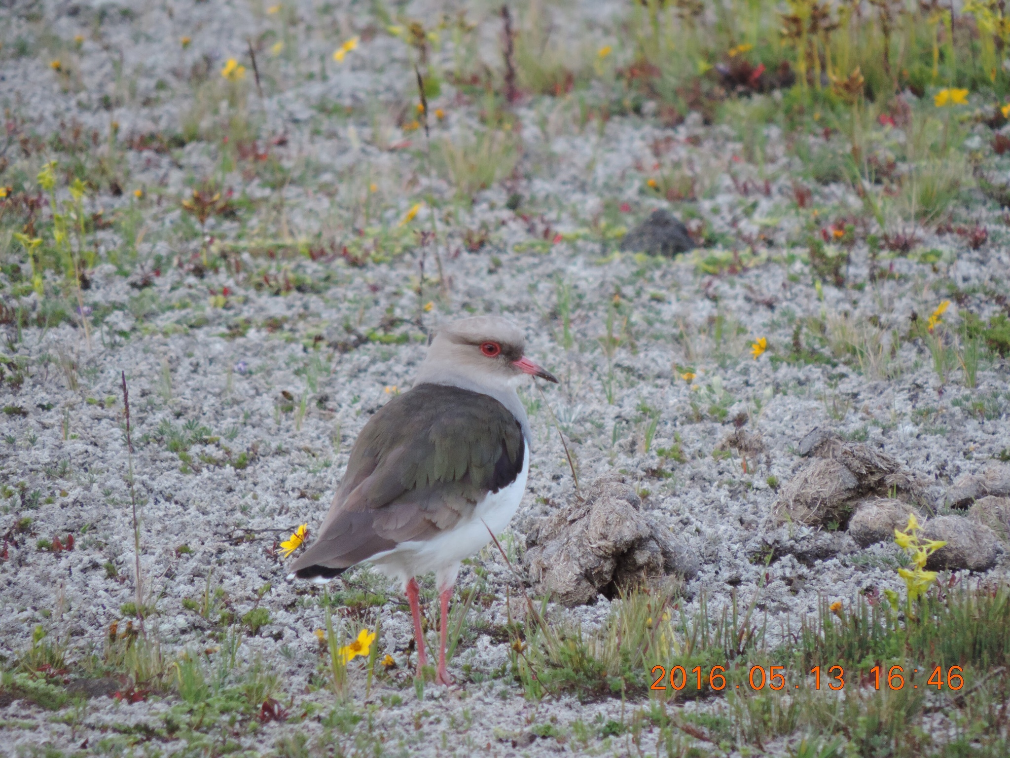 Charadriidae image