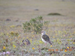 Vanellus resplendens