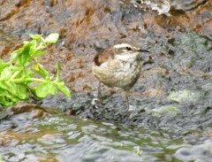 Cinclodes comechingonus