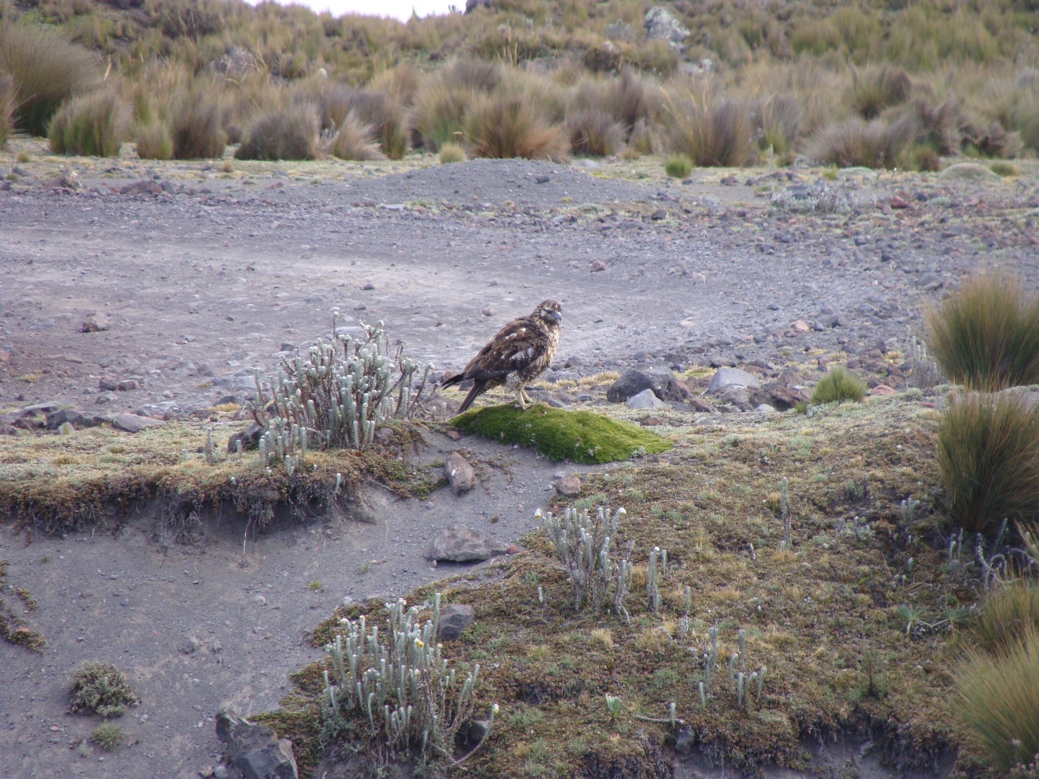 Buteo polyosoma image