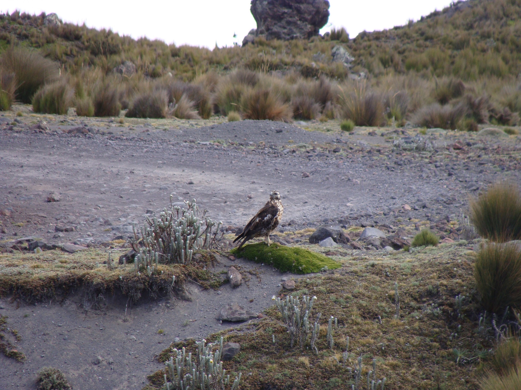 Buteo image