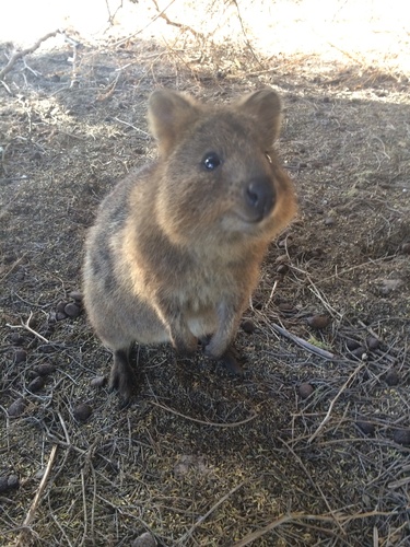 クアッカワラビー