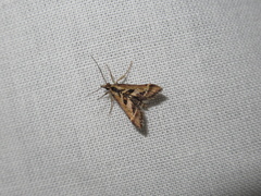 Diasemia grammalis