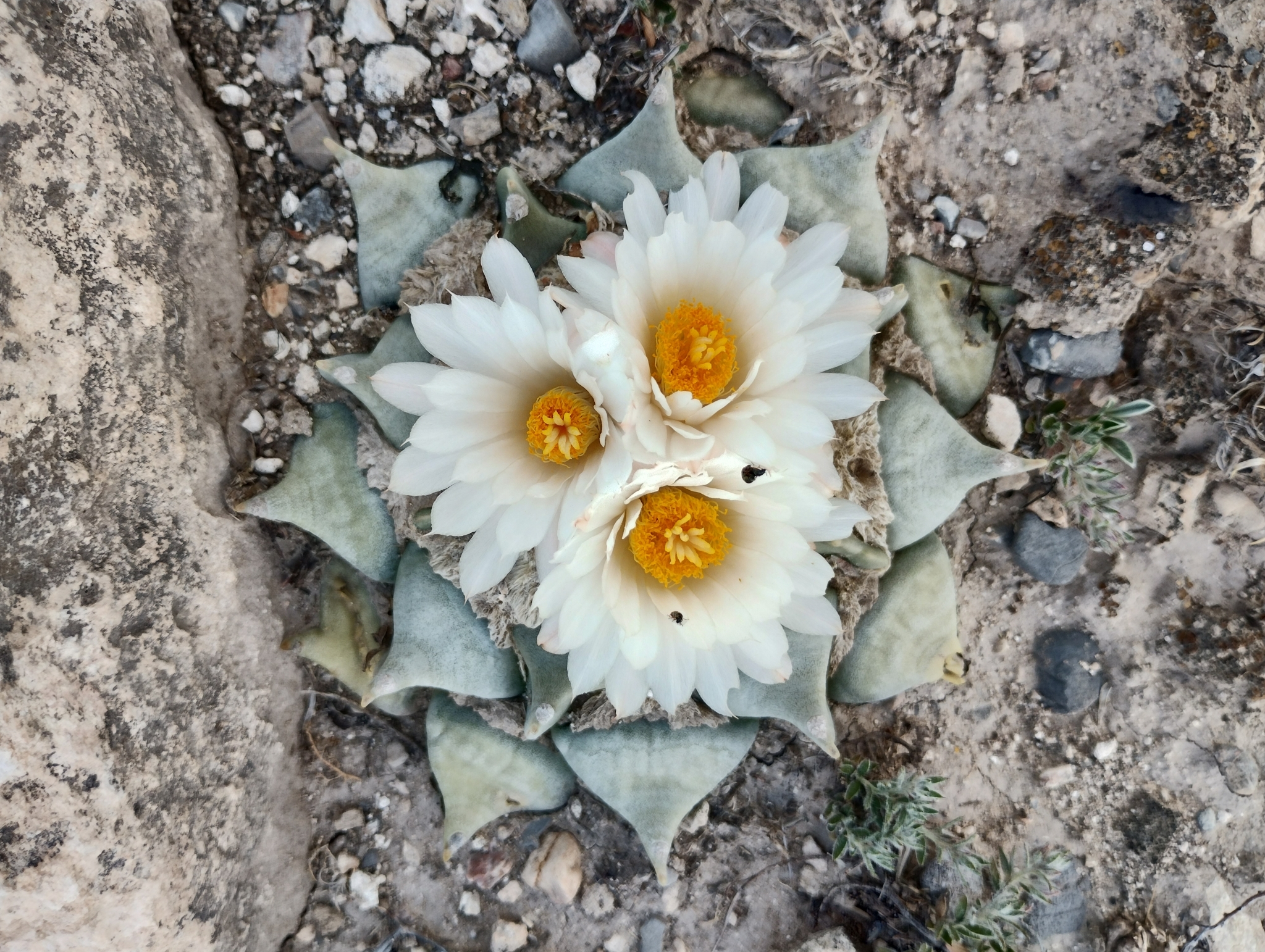 Ariocarpus